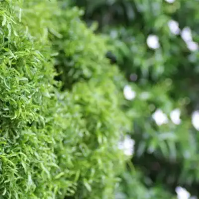 绿色微信头像高清唯美绿色的苔藓图片