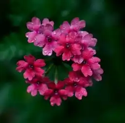 这生肖不论男女,天生富贵命,一生旺气十足,过上想要的生活