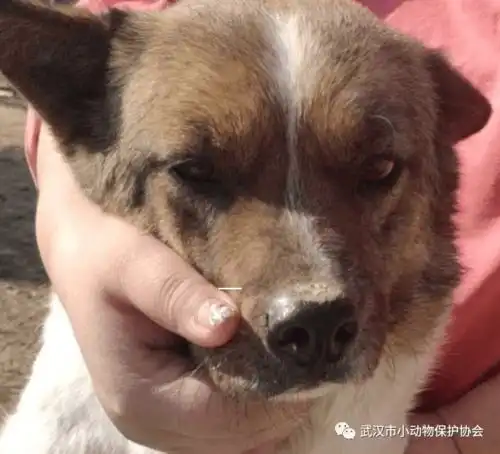 助养让我们一起迎接新的一年