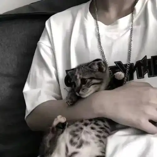 抱猫头像爱意随风起却不随风散