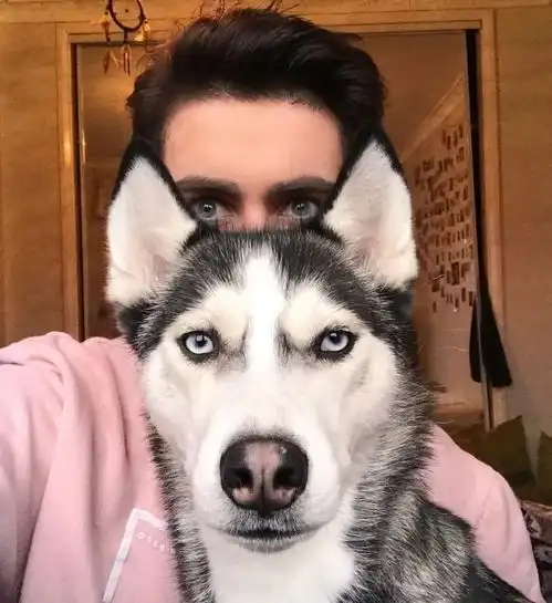 这是我见过最帅的哈士奇,镜头感非常棒了
