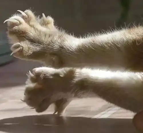 新手铲屎官的7个必做功课,快来自查你真的会养猫吗