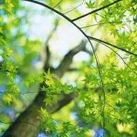 微信头像风景或花草高清微信头像图片大全