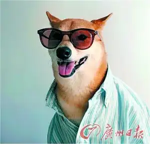 展示男装倍有范儿狗模人样月入9万图