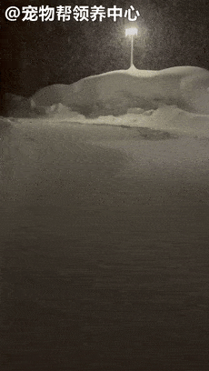 积雪三米高,短腿柯基却化身除雪基,小身体大能量萌化了