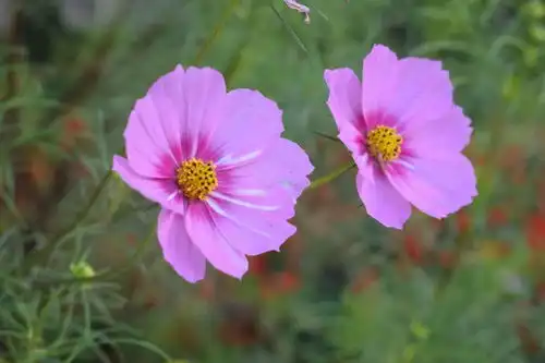 神仙落泪,哭也能很美的4大生肖女,楚楚可怜让人心疼