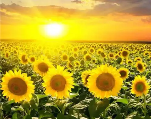 福彩3d158期晒票,天天都有好运,坚持就是一种美好