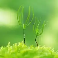 qq看点头像绿色头像