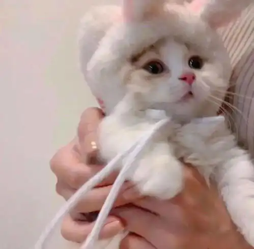 头像微信头像拿来吧你