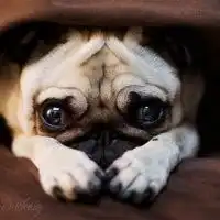 头像狗头失图片大全微信头像图片大全