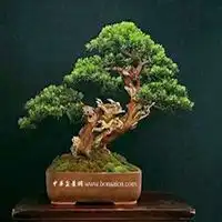 唯美好看柏树微信头像图片微信头像图片大全