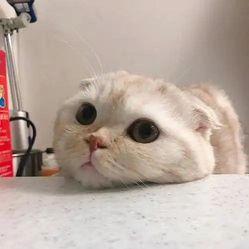 猫猫表情包