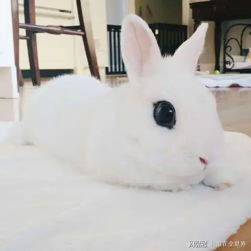 我真是一个小可爱啊啊啊