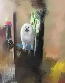 主人将萨摩耶养成了萨摩猪,当狗狗照镜子那一刻,再也控制不住自己了