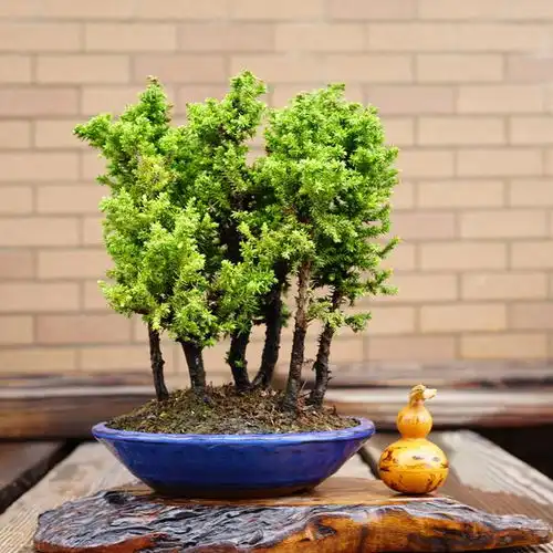 盆中的群植丛林世界,粗细有致搭配协调的丛林