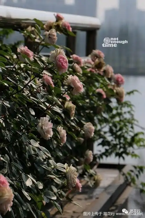 时间划过的印迹,纪念我在踏花的十年续4