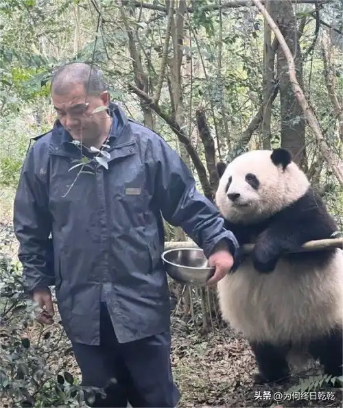 爆红的熊猫花花,其实是失败野生动物保护,可爱是无法生存的