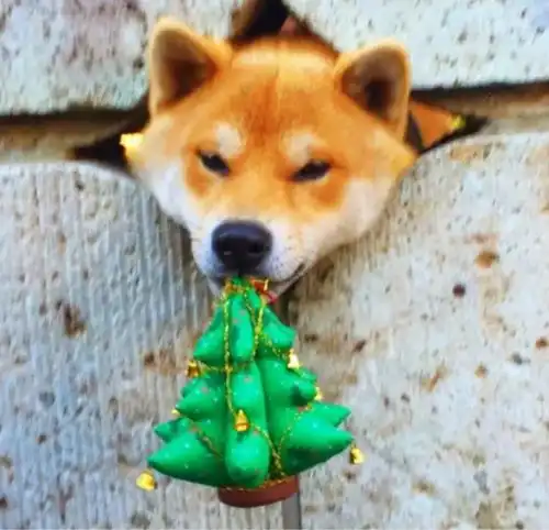 我没看错吧,这面墙上长了一个狗头吗