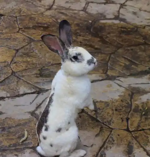 震惊扬州这家幼儿园的学生四个月便能毕业