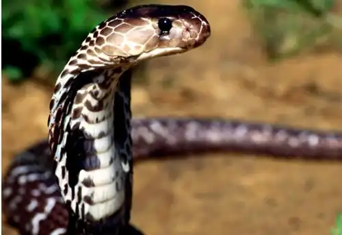 十二生肖婚配全解