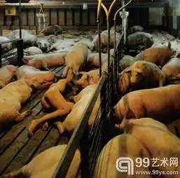 金弥陋的摄影猪在故我在图