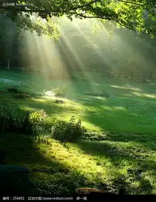 穿过树林的阳光图片免费下载编号254492红动网