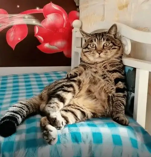 13岁狸花猫因睡姿妖娆走红,可没想到,它背后竟有如此励志的故事