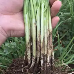 韭菜哪里有卖韭菜货源韭菜图片价格惠农网