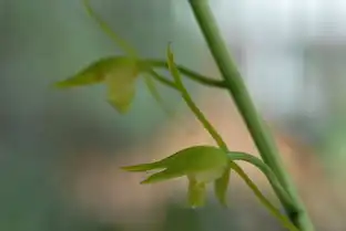 我自己深爱的柳叶白墨