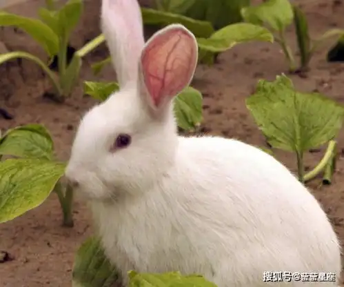 老人都说,这4生肖女天生富婆命,尤其出生在这两个月的肖兔