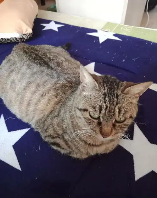 怀孕的狸花猫超预产期三天没有生产,剖腹产后猫咪却给她带来惊喜