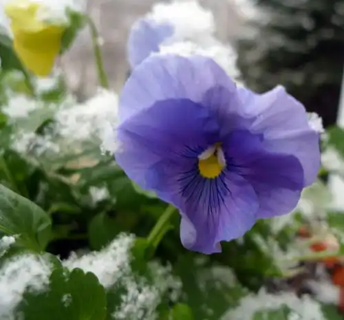 三天后,爱情发芽,细心浇灌,开出甜蜜果实,美好重现的4大星座