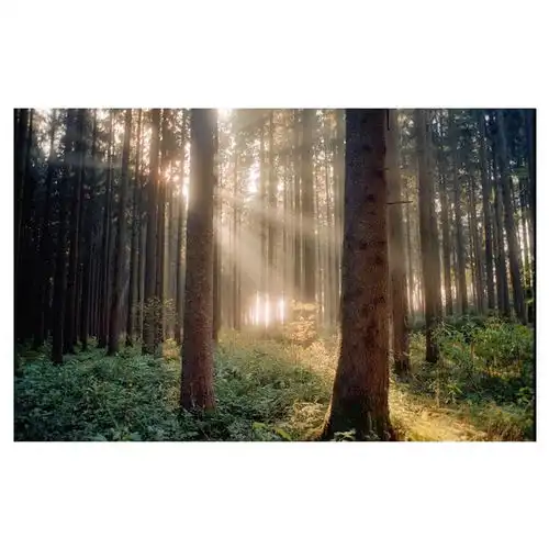 德国摄影师florianhasubick镜头下的森林之光,灵魂洗礼