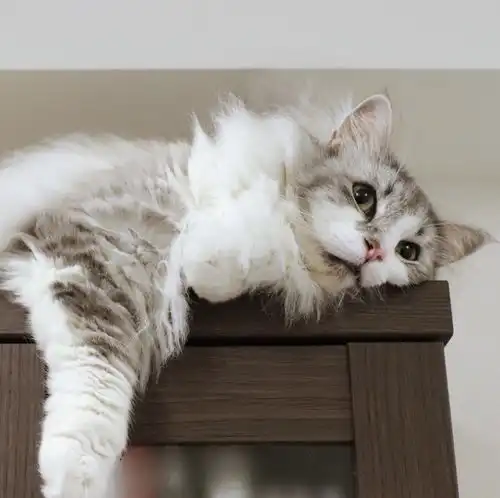 吸猫大会挪威森林猫taki