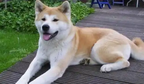 柴犬,笑起来具有感染力的狗