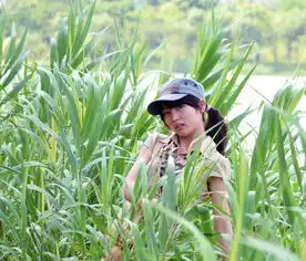 绿湖绿叶难舍难分,意境异情互辅互衬