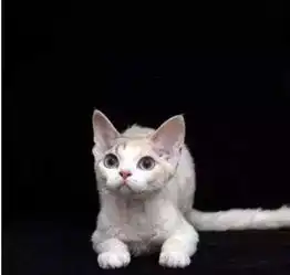 全球最高贵的10种猫想见见不到,想买买不着