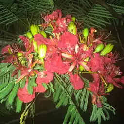 属鸡跟属鸡相配吗