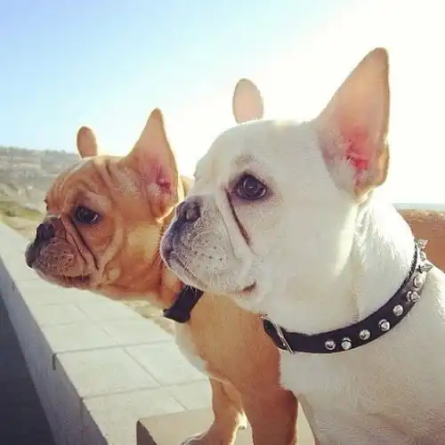 这才是你心心念叨的移动spa