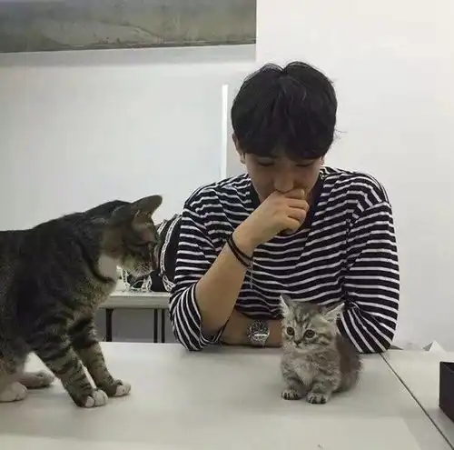 2男孩把猫扔湖里被大学生厉声制止青未了撸猫,治愈少年孤独的避难所