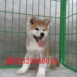济宁秋田日系秋田秋田价格秋田图片济宁秋田狗场