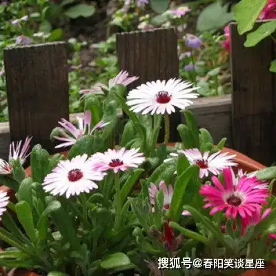 让男人死心塌地的三生肖女,气质大方有魅力,年纪越大越成熟