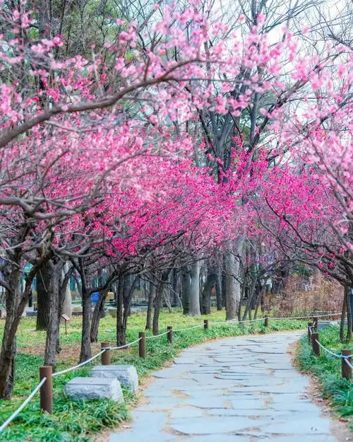用手机拍春天风景,专业摄影师给你打个样,新手直接模仿就行
