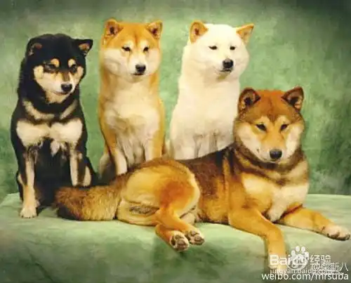 秋田犬和柴犬怎么区分