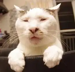 中华田园猫的颜值可以多低