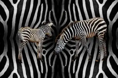 斑马为什么有黑白条纹