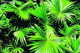 然花草0157然花草图自然风景图库