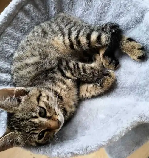一只狸花猫有这些举动,说明超爱你的
