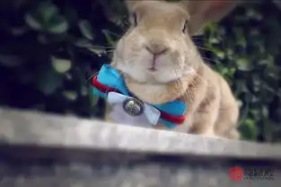 属兔的男人花心吗到了什么年龄容易出轨