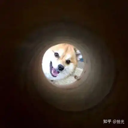 狗子头像可爱又憨憨的狗子头像奶凶奶凶可爱情侣狗子头像